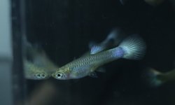 Photo 4 of 5 juvenile guppies from breeding project