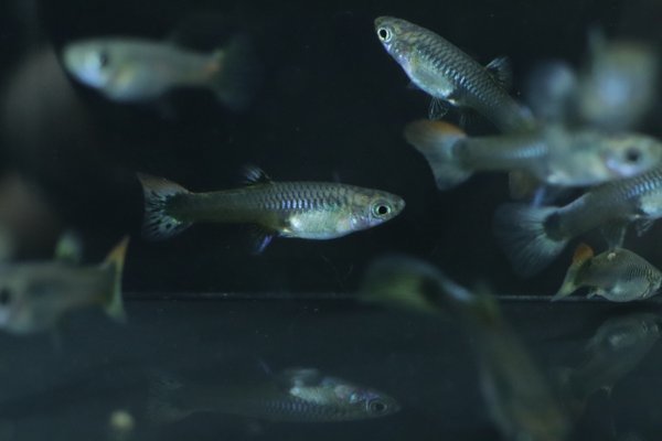 5 juvenile guppies from breeding project