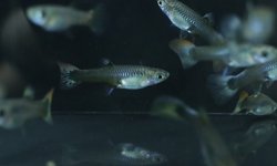 Photo 5 of 5 juvenile guppies from breeding project