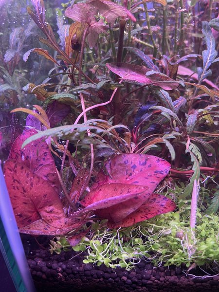 Red Tiger lotus with bulb