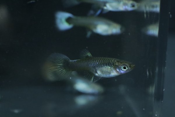 5 juvenile guppies from breeding project