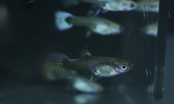 Photo 6 of 5 juvenile guppies from breeding project