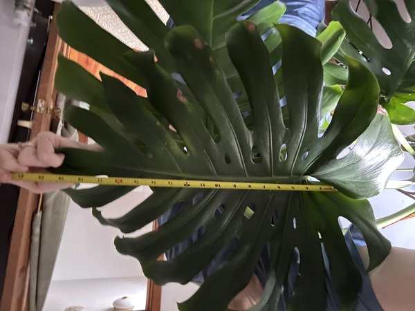 Huge Monstera