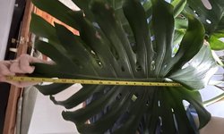 Photo 2 of Huge Monstera