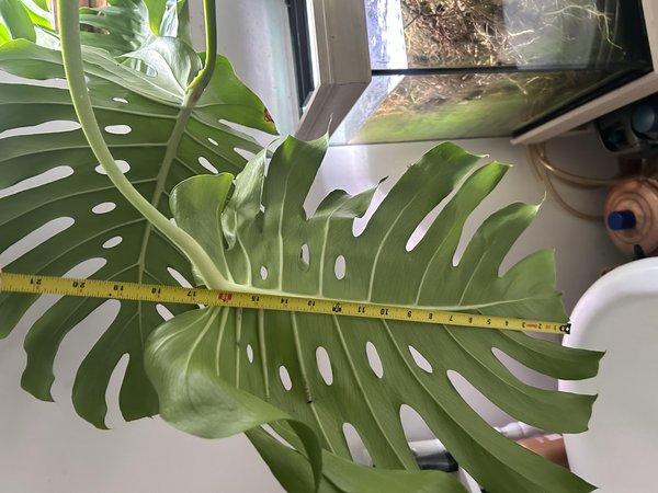Huge Monstera