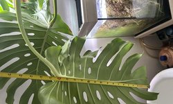 Photo 3 of Huge Monstera