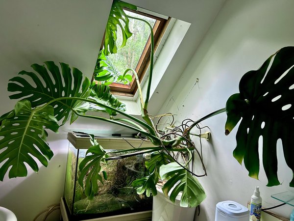 Huge Monstera