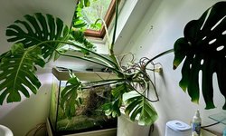 Huge Monstera
