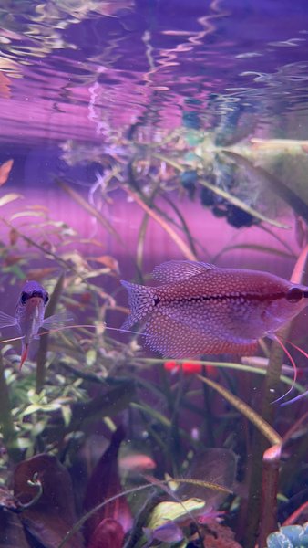 2 adult pearl gouramis