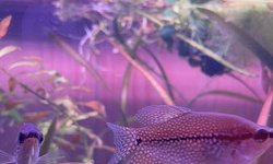 2 adult pearl gouramis