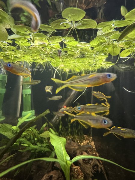 Pseudomugil furcatus