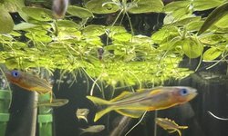 Pseudomugil furcatus