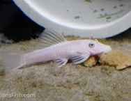 Snow White pleco