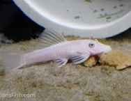 Snow White pleco
