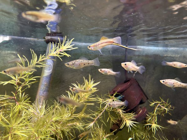 Green swordtail trio 2