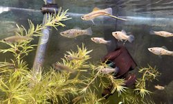 Green swordtail trio 2