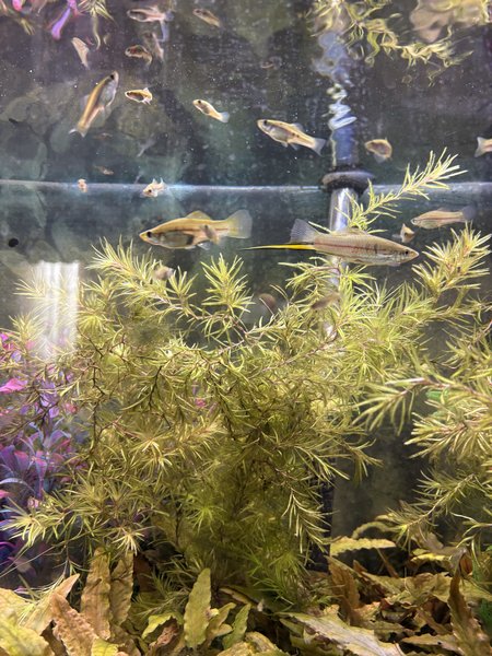 Green swordtail trio 1
