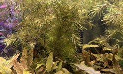 Green swordtail trio 1