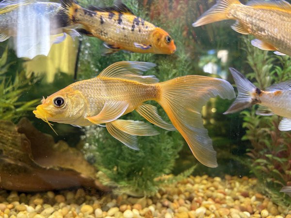 Koi, Gold long fin