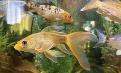 Koi, Gold long fin