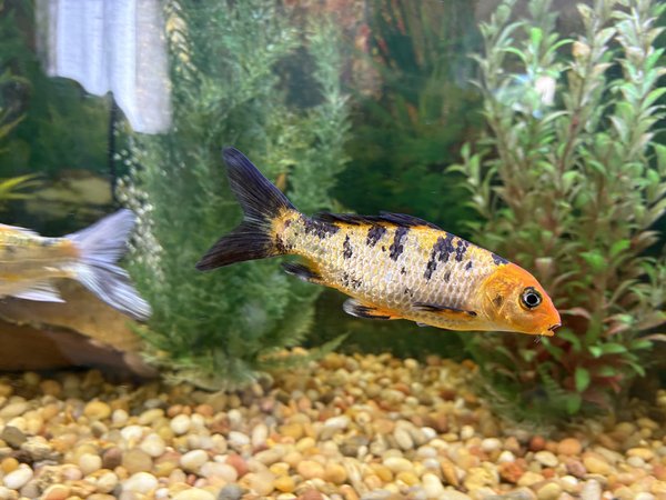 Koi, orange and black