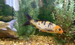 Koi, orange and black