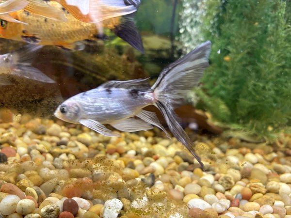 Koi, silver with black spots LF