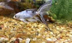 Koi, silver with black spots LF