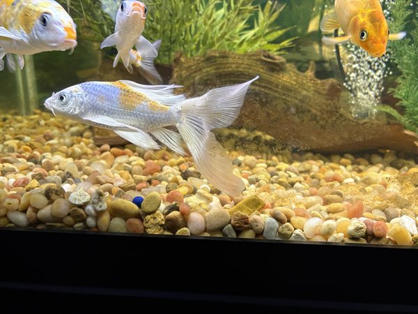 Koi,  Silver with yellow back LF
