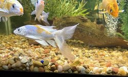 Koi,  Silver with yellow back LF