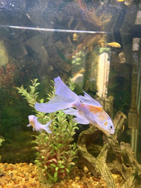Koi,  Silver with yellow back LF