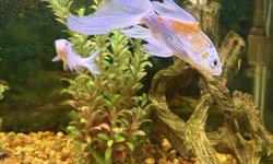 Photo 2 of Koi,  Silver with yellow back LF