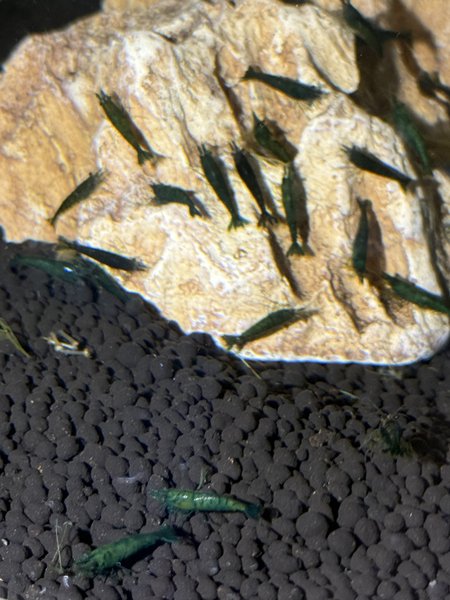 Neocaridina Green Jade Shrimps (7)