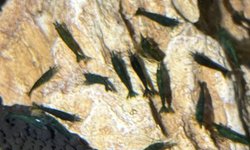 Neocaridina Green Jade Shrimps (7)