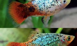 Coral Blue Calico Platy (6 fish)