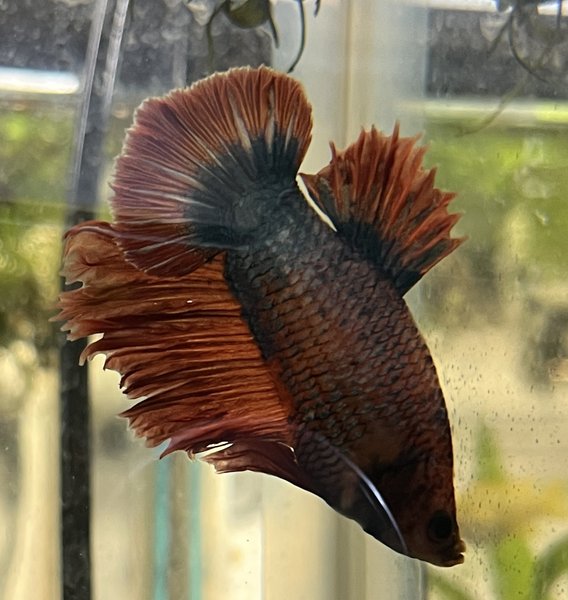 Plakat Bettas (4)