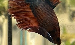 Plakat Bettas (4)