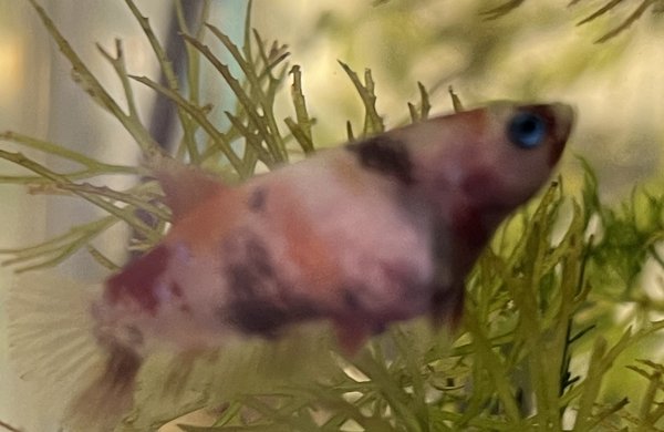 Plakat Bettas (4)