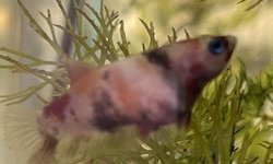 Photo 3 of Plakat Bettas (4)