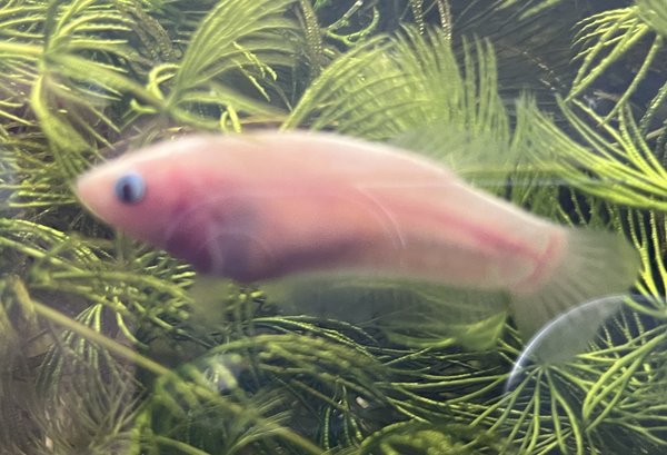 Plakat Bettas (4)
