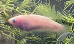 Photo 2 of Plakat Bettas (4)