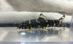 Angelicus Loach (1)