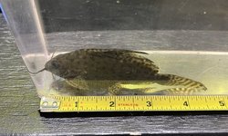 Synodontis Euptrus Catfish (1)