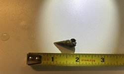 20+ Malaysian Trumpet Snails