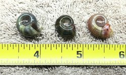 Ramshorn Snails ~50 (+/- a few)