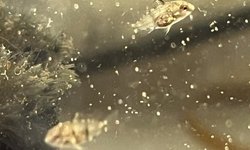 African Butterfly Cichlids (fry)