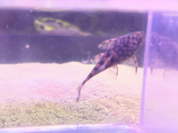 L519 Bristle Nose Honeycomb Pleco