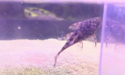 L519 Bristle Nose Honeycomb Pleco