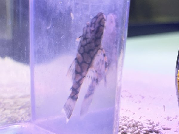 L519 Bristle Nose Honeycomb Pleco