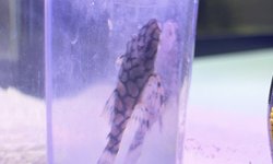 L519 Bristle Nose Honeycomb Pleco (3)